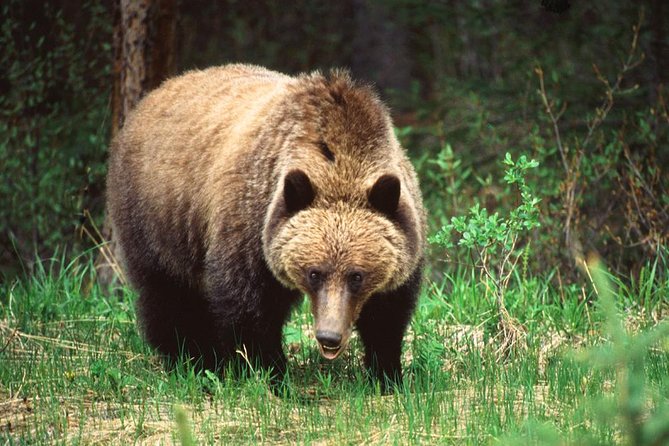 Jasper Wildlife & Sightseeing Tour with Maligne Lake Cruise - Wildlife Along the Drive: What You Can Hope For (and What You Can’t)