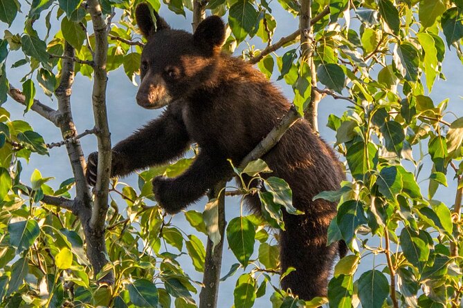 Jasper Wildlife & Sightseeing Tour with Maligne Lake Cruise - Price and Value at $176.84: Where the Money Goes
