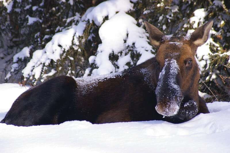 Jasper: Winter Wildlife Bus Tour in Jasper National Park - Key highlights at a glance