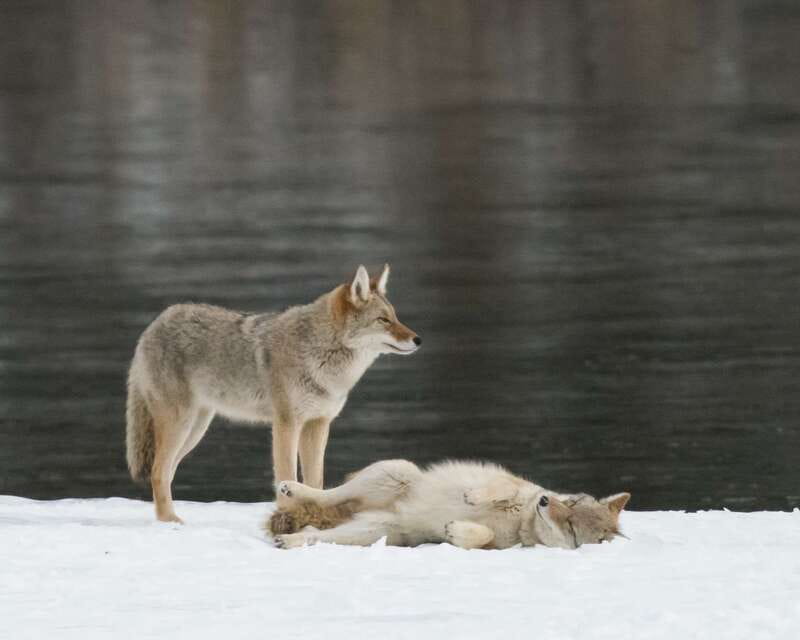 Jasper: Winter Wildlife Bus Tour in Jasper National Park - Why a Jasper winter wildlife bus tour beats solo driving