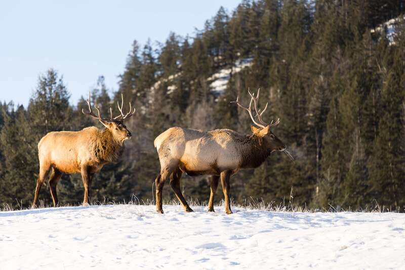 Jasper: Winter Wildlife Bus Tour in Jasper National Park - Jasper in winter: how the guide helps you actually see wildlife