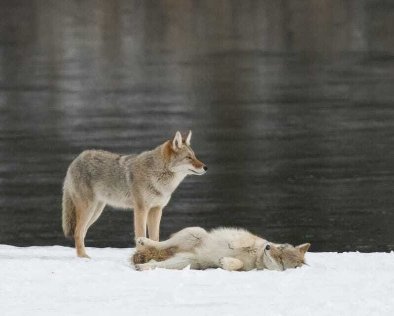 Jasper: Winter Wildlife Bus Tour in Jasper National Park - Athabasca Valley photo stops that make winter feel close