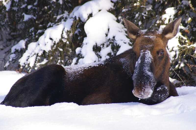 Jasper: Winter Wildlife Bus Tour in Jasper National Park - The interpretation: ecology, geology, and animal winter survival