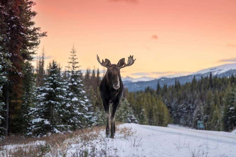 Jasper: Winter Wildlife Bus Tour in Jasper National Park - Small-group comfort: why fewer people helps wildlife spotting