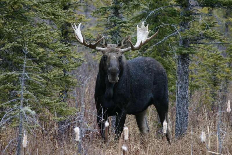 Jasper: Winter Wildlife Bus Tour in Jasper National Park - Who this tour fits best (and who should skip it)