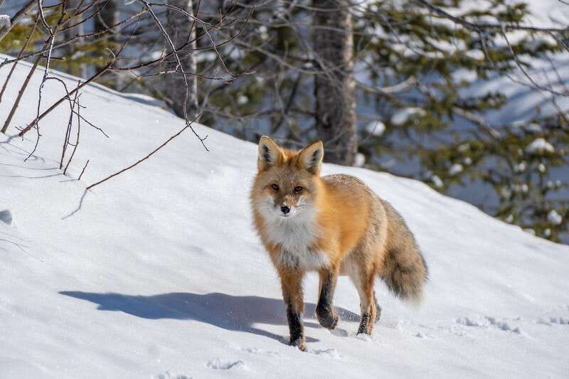 Jasper: Winter Wildlife Bus Tour in Jasper National Park - Practical tips to get the most from the day