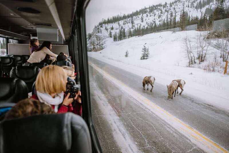 Jasper: Winter Wildlife Bus Tour in Jasper National Park - What the 210 minutes really includes