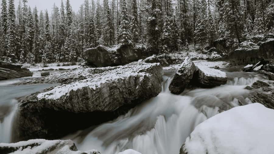 Lake Louise, Moraine, & Emerald: From Calgary/Canmore/Banff - Emerald Lake: the quieter color stop