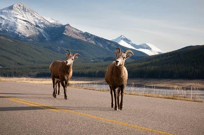 Lake Louise Moraine Lake Icefield Parkway Full Day Private Tour - Pickups, “private” meaning, and why guide style matters