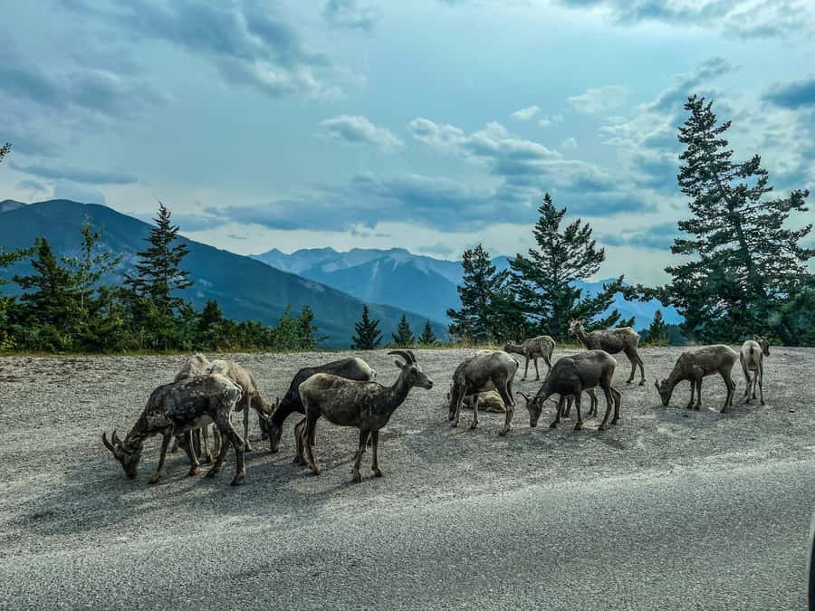 Louise, Moraine/Johnston Canyon, Minnewanka & Banff Town - Skip the line, then trust the timing