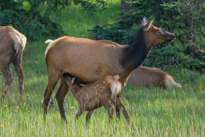 Morning Jasper National Park Wildlife Tour - Wildlife You Can Hope to See (With Realistic Expectations)