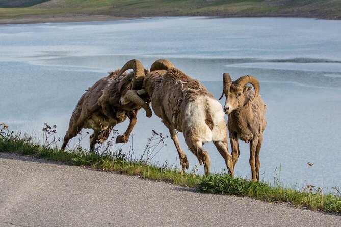 Morning Jasper National Park Wildlife Tour - When the 3 Hours Might Feel Short (or Run Longer)