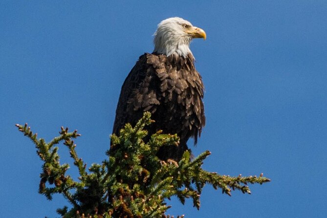Morning Jasper National Park Wildlife Tour - Price and Value: What $65.32 Buys You in the Park
