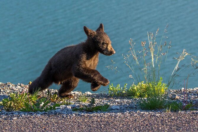 Morning Jasper National Park Wildlife Tour - How the Guide’s Wildlife-First Thinking Works in Real Life