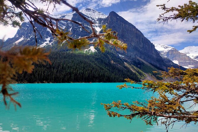Peyto Lake, Bow Lake Lake Louise Moraine Lake Half Day Tour - Each stop, what to do there (and the small trade-offs)