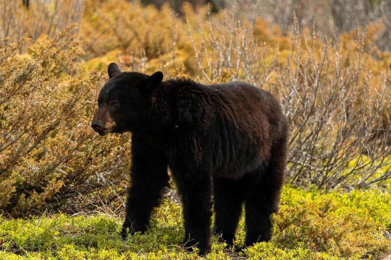 PRIVATE: Bear Country Hiking Tour - 4H Adventure - Key Things I’d Remember About Bear Country Hiking Tour