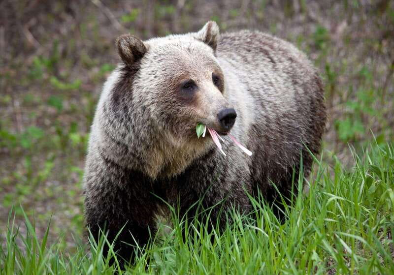 PRIVATE: Bear Country Hiking Tour - 4H Adventure - Bear-Country Hiking That Feels Calm, Not Chaotic