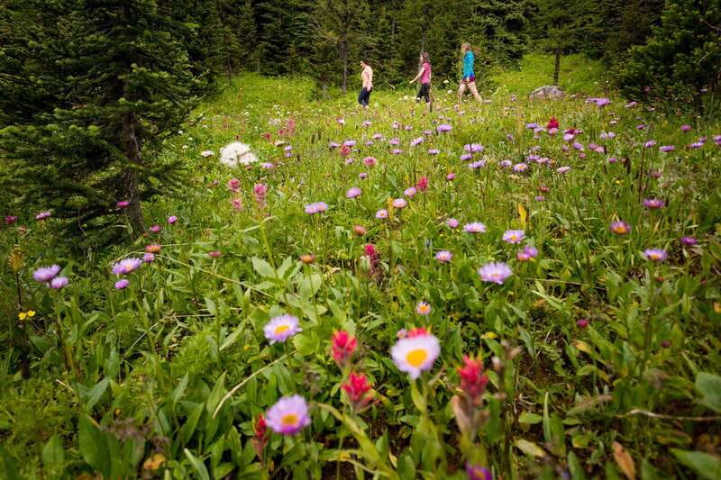 PRIVATE: Bear Country Hiking Tour - 4H Adventure - Wildlife Without Guesswork: Tracks, Signs, and Photo Possibilities