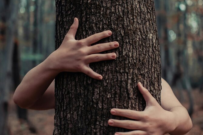 Private Forest Bathing Experience Connect with Nature - Price in Perspective: Is $261.40 Worth It?