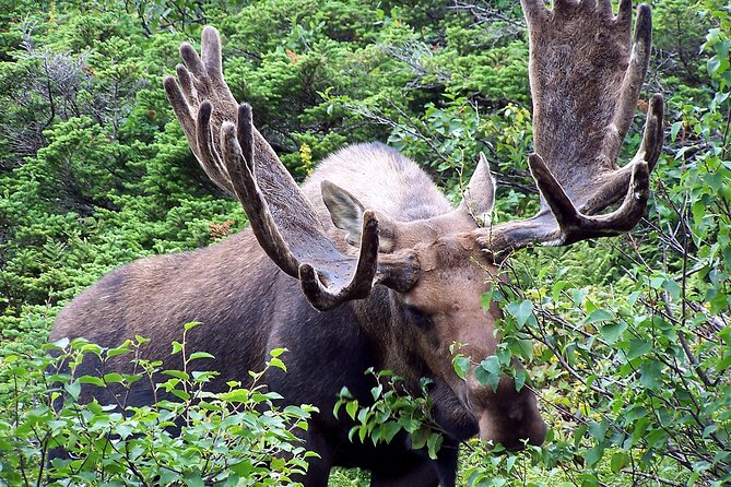 Private Tour: Majestic Mountains PHOTO SAFARI Drive - 4H - Pickup in Banff: Cave and Basin is the practical meeting point