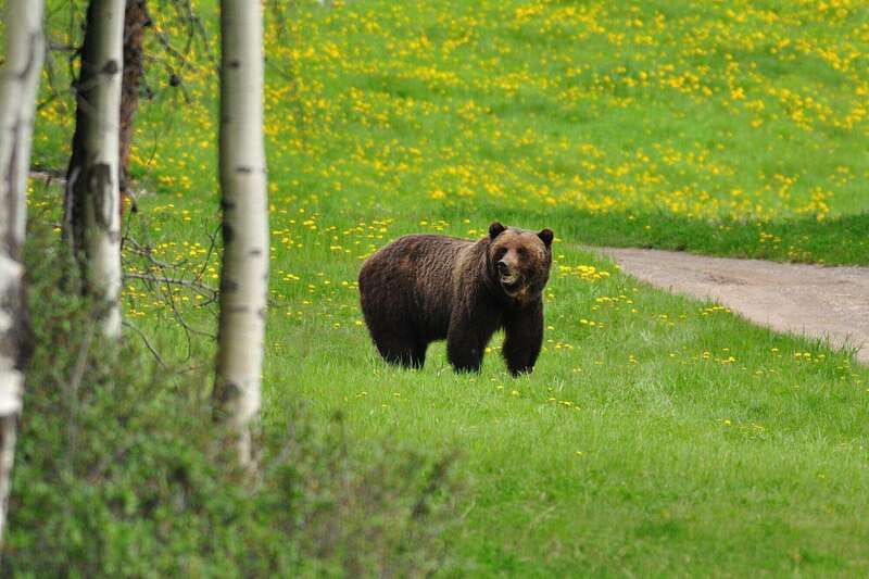 PRIVATE Wilderness and Wildlife Walking Tour - 3hrs - Key things to know before you go
