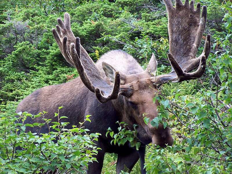 PRIVATE Wilderness and Wildlife Walking Tour - 3hrs - Wildlife spotting without crowds: what you should aim for