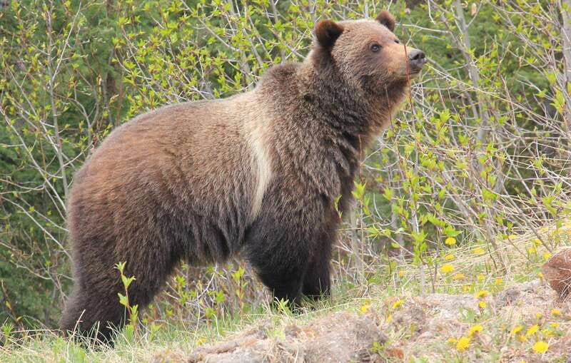 PRIVATE Wilderness and Wildlife Walking Tour - 3hrs - Safety on bear-country trails: what’s provided and how it works
