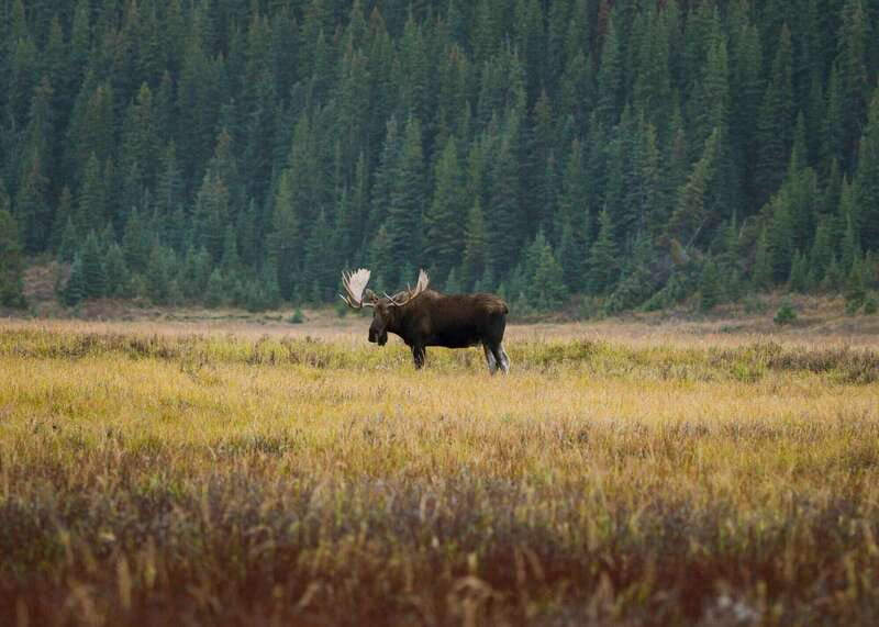 PRIVATE Wilderness and Wildlife Walking Tour - 3hrs - Price and value: $329 per group up to 6