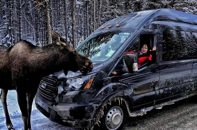Shuttle from Banff or Canmore to Moraine Lake and Lake Louise - Pickup Points in Banff and Canmore: Where to Stand So the Bus Doesn’t Leave