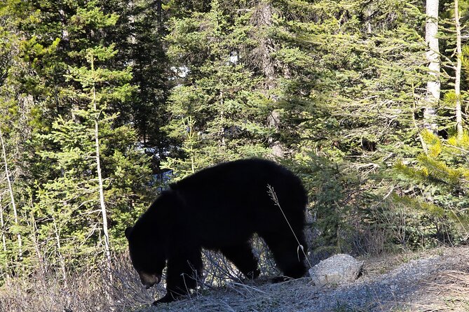 Shuttle Service between Canmore, Banff, Moraine Lake, Lake Louise - The Bus Ride Experience: Clean Coaches and Real-World Comfort