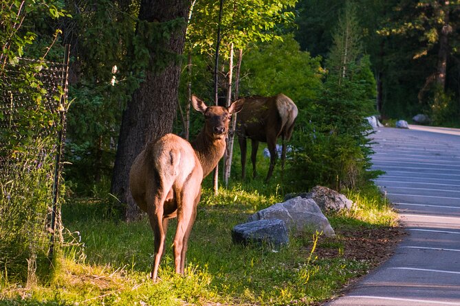 Shuttle Service between Canmore, Banff, Moraine Lake, Lake Louise - Price and Value: What You’re Paying For at $73.87