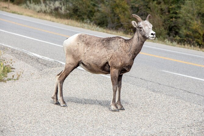 Smartphone Audio Driving Tour between Banff and Calgary - Who This Tour Fits Best (And Who Might Want Something Else)