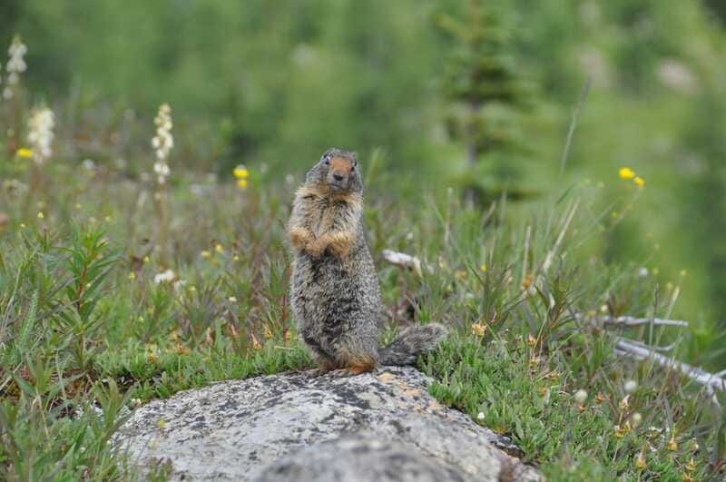 Sunshine Meadows Daily Guided Hike with Gondola - What you’ll actually see: meadows, forests, lakes, streams, and wide-open peaks