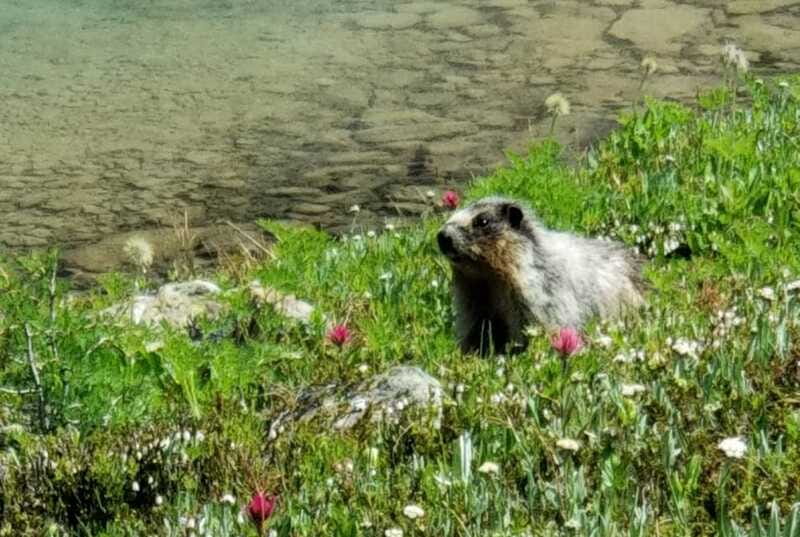 Sunshine Meadows Daily Guided Hike with Gondola - Lunch you can count on, plus the water rule that matters