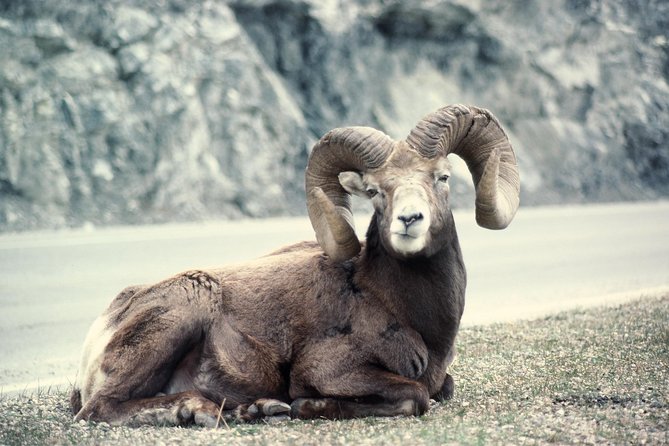 Ultimate Jasper Nature Walk - A 3-hour guided Jasper National Park walk on easy-to-follow routes