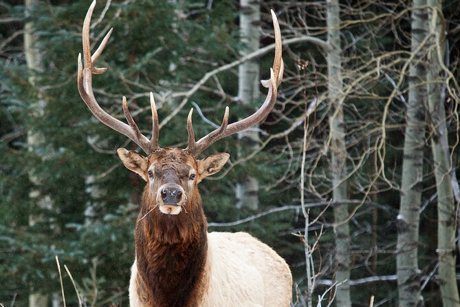 Wilderness and Wildlife Hiking Tour - 3hr Hike - Meeting at Canmore Recreation Centre and the small-group advantage