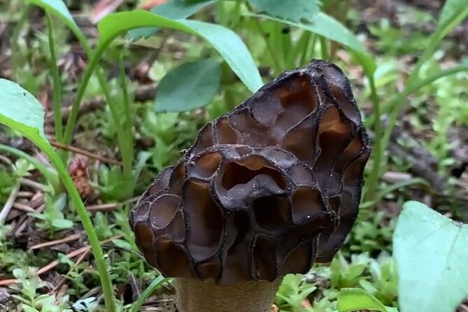 Wildfire Peak Nic - What you learn on the trail: plants, fungi, fire ecology, and history