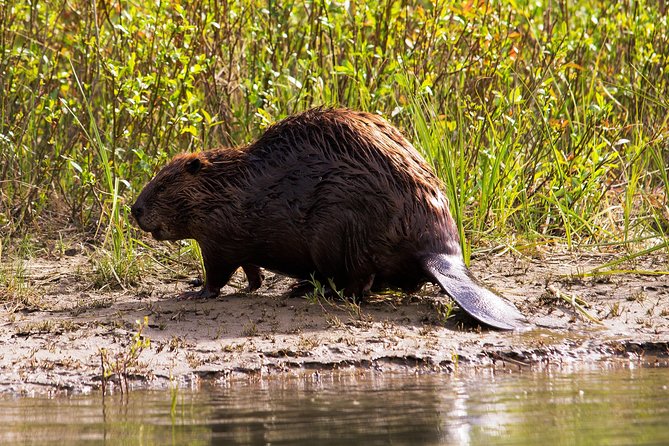 Wildlife on the Bow | Big Canoe Tour - What you should bring (so the trip stays comfortable)