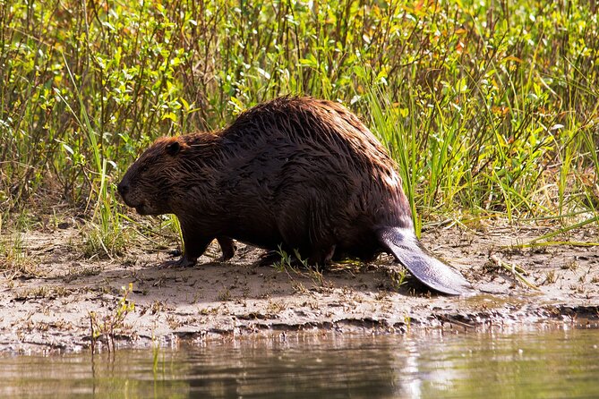 Wildlife on the Bow | Big Canoe Tour in Banff National Park - Should you book Wildlife on the Bow | Big Canoe Tour?