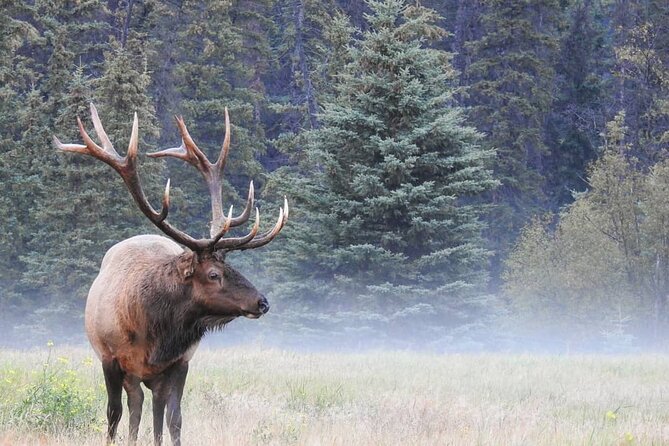 Wildlife Wild Skies: Jasper Planetarium Combo - What you’ll learn: wildlife stories and night-sky know-how
