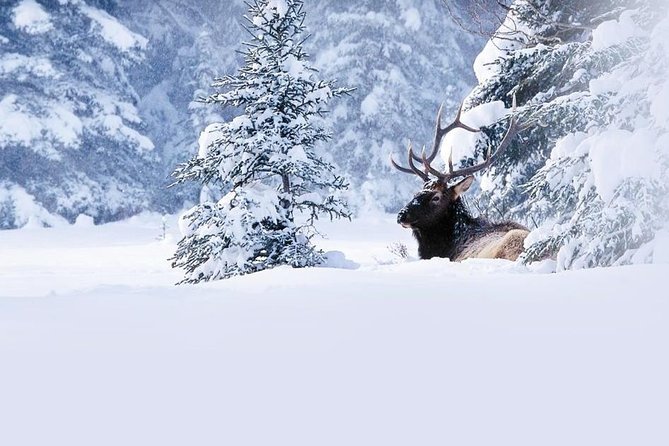 Winter Wildlife Discovery Tour - Key Highlights You Should Actually Care About