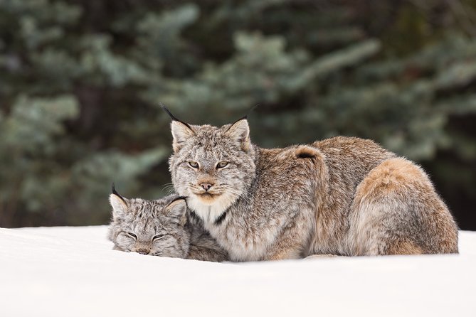 Winter Wildlife Discovery Tour - Winter Wildlife Discovery From Jasper: What Makes It Special
