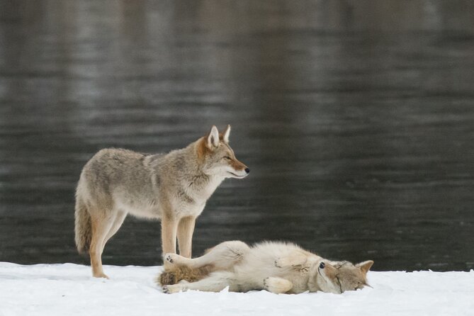 Winter Wildlife Discovery Tour - Maligne Valley Routes: Finding Clues While You Learn the Area’s Mysteries