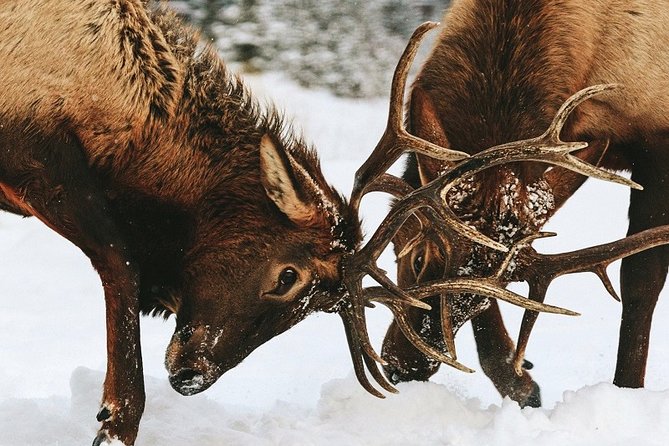 Winter Wildlife Discovery Tour - Maligne Lake and the Karst System: Why the Scenery Matters Even If Animals Don’t