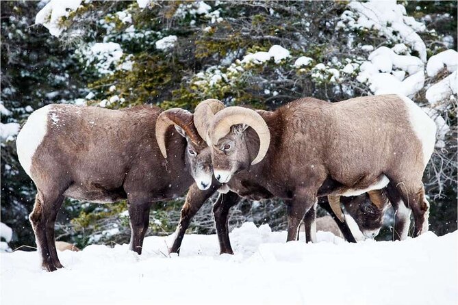 Winter Wildlife Discovery Tour - What You Might See: Moose, Caribou, Wolves, Coyotes, and More