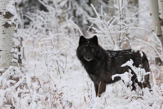 Yamnuska Wolfdog Sanctuary Walk Ticket in Canada - Habitats, Enrichment, and What “Up Close” Actually Means