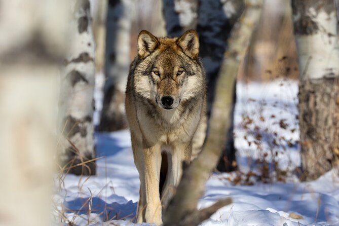 Yamnuska Wolfdog Sanctuary Walk Ticket in Canada - Timing: How Long to Plan and When to Aim for a Session